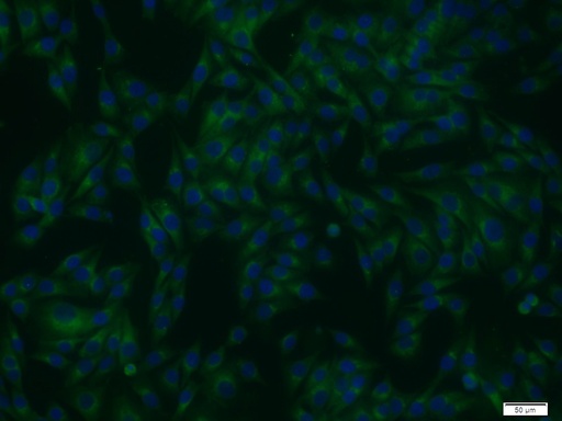 [11459-1-AP-150UL] STXBP1 Polyclonal antibody