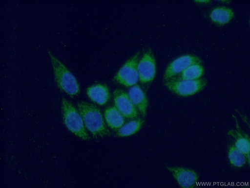 [11464-1-AP-150UL] COX17 Polyclonal antibody
