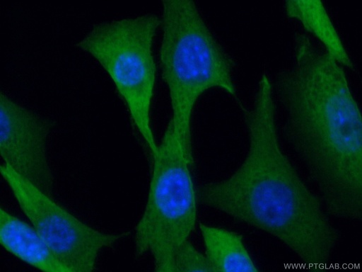 [11475-1-AP-20UL] MTAP Polyclonal antibody