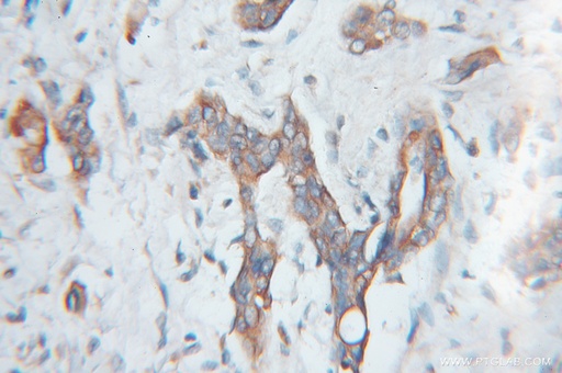 [11489-1-AP-20UL] SCMH1 Polyclonal antibody