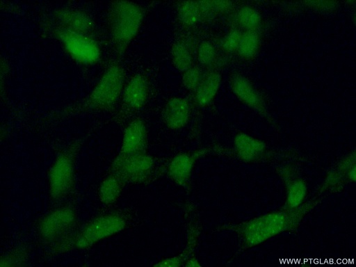 [11560-1-AP-20UL] ING2 Polyclonal antibody