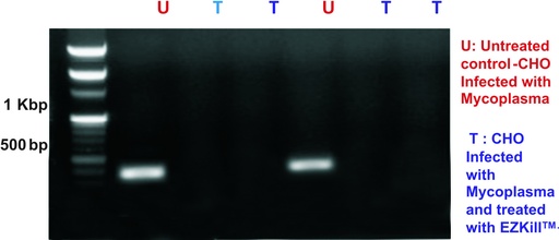 [CCK006-1KT] EZkillTM  Mycoplasma Elimination Kit     