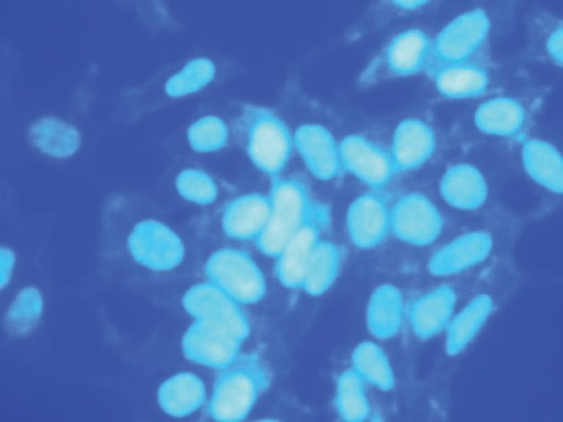 DAPI dihydrochloride [TC229]